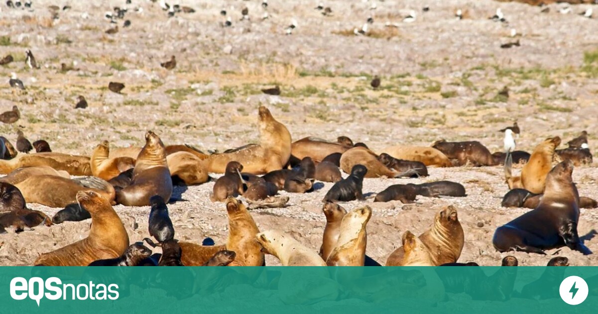 New case of bird flu detected among sea lions in town of Camarones