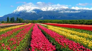 Comienza la temporada de tulipanes y se espera un "récord en ocupación y visitantes”